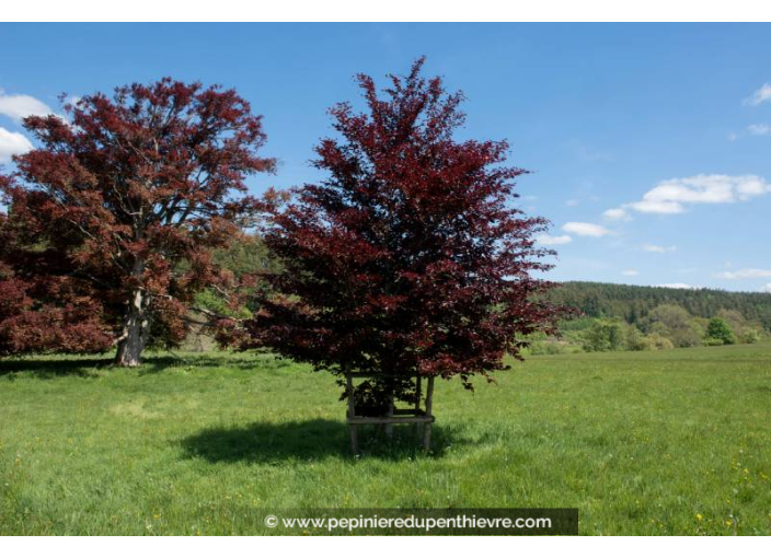 FAGUS sylvatica 'Atropurpurea'