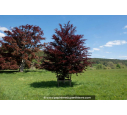 FAGUS sylvatica 'Atropurpurea'