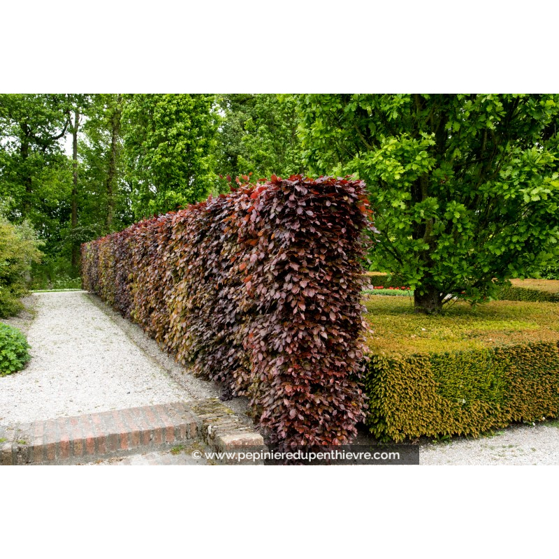 FAGUS sylvatica 'Purpurea'