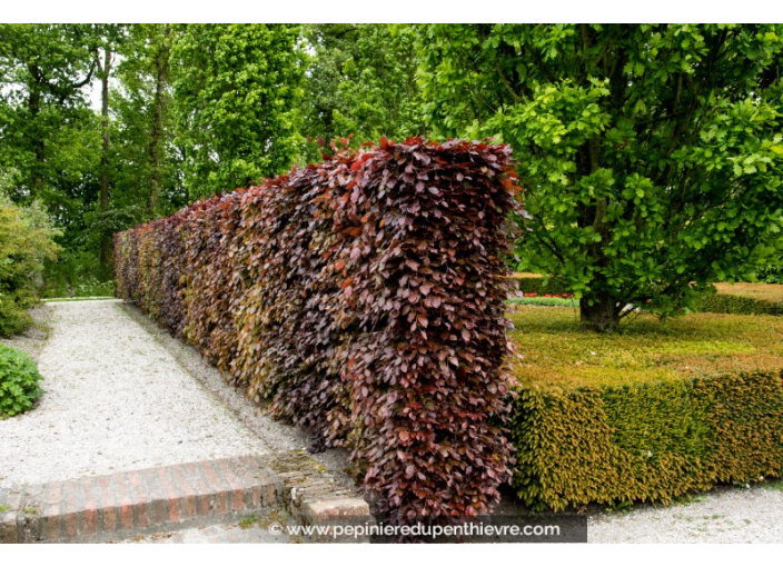 FAGUS sylvatica 'Purpurea'