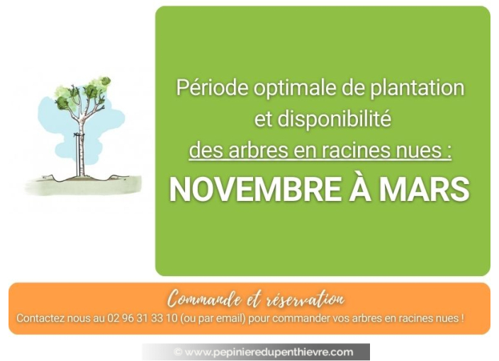 PLATANUS x acerifolia