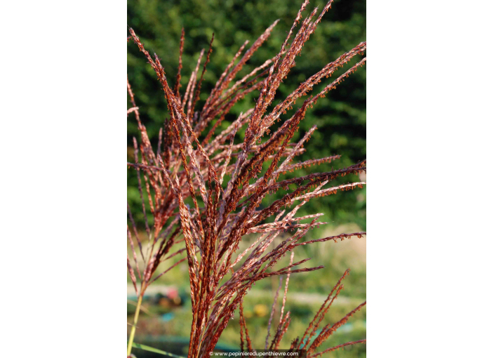 MISCANTHUS sinensis 'Malepartus' MISCANTHUS sinensis 'Malepartus'