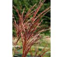 MISCANTHUS sinensis 'Malepartus' MISCANTHUS sinensis 'Malepartus'