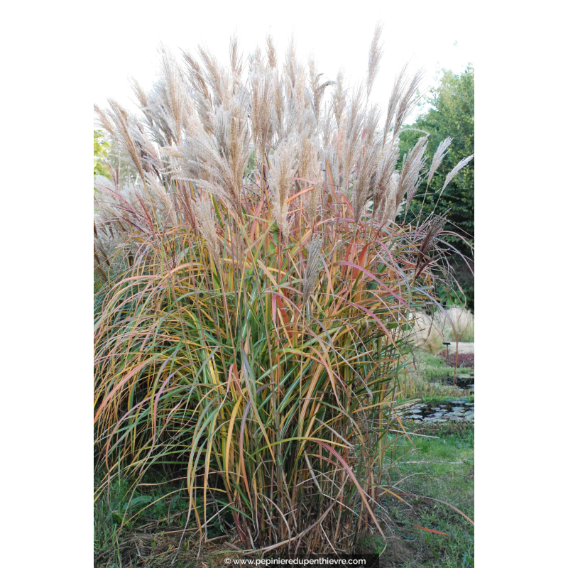 MISCANTHUS sinensis 'Malepartus'