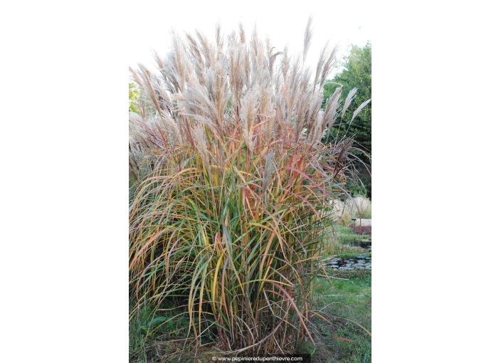 MISCANTHUS sinensis 'Malepartus'