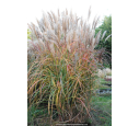 MISCANTHUS sinensis 'Malepartus' MISCANTHUS sinensis 'Malepartus'