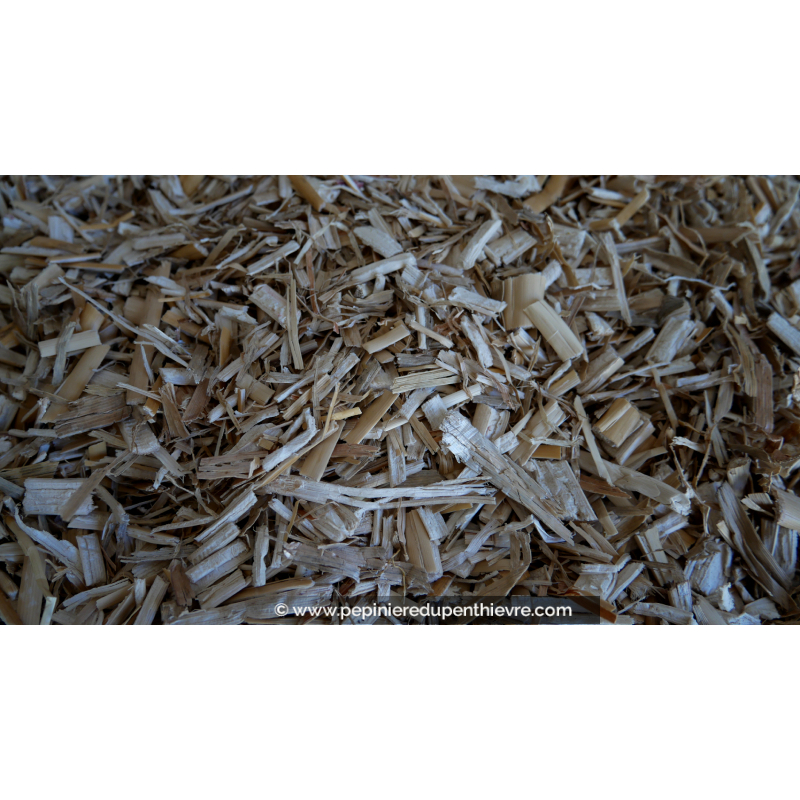 Paillage naturel de Miscanthus