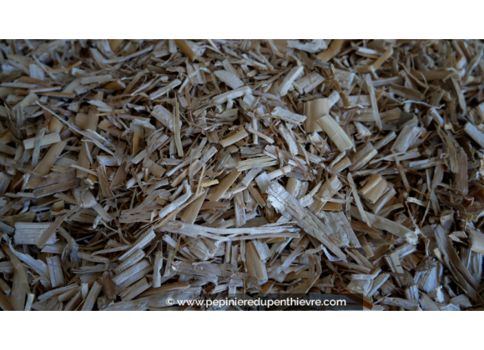 Paillage naturel de Miscanthus