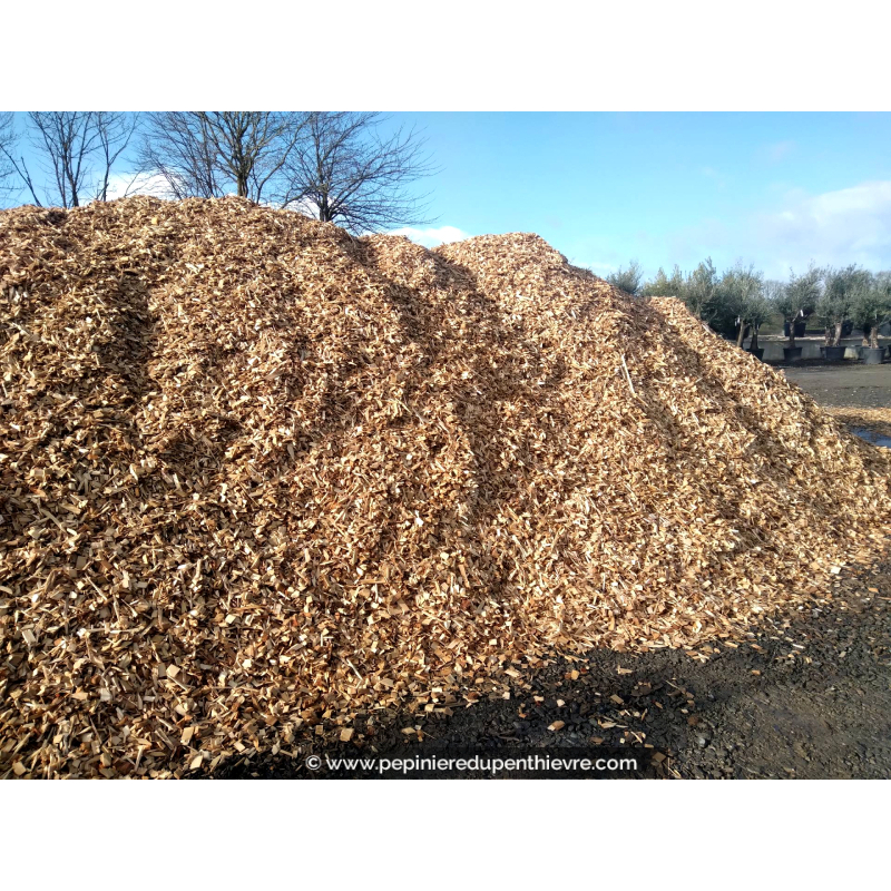 Paillage naturel de Peuplier