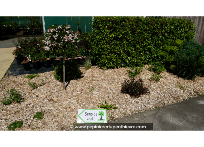 Paillage naturel de Peuplier