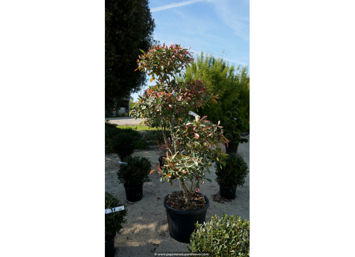 PHOTINIA x fraseri 'Pink Marble' Pompons n°1