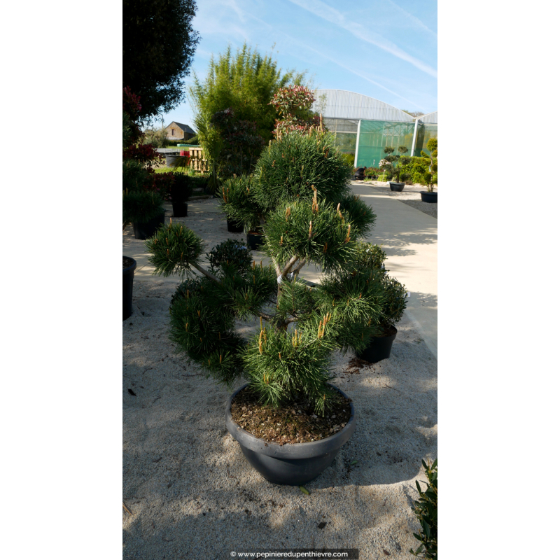 PINUS sylvestris 'Bonsaï' 100/125