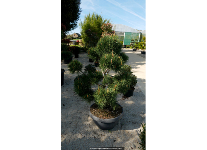 PINUS sylvestris 'Bonsaï' 100/125