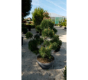 PINUS sylvestris 'Bonsaï' 100/125