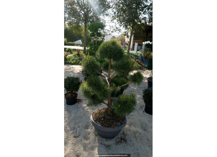 PINUS sylvestris 'Bonsaï' 100/125