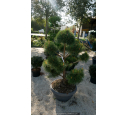 PINUS sylvestris 'Bonsaï' 100/125