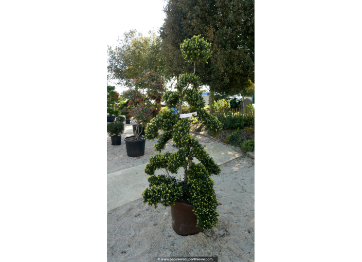 ILEX crenata 'Kinme' 140/160