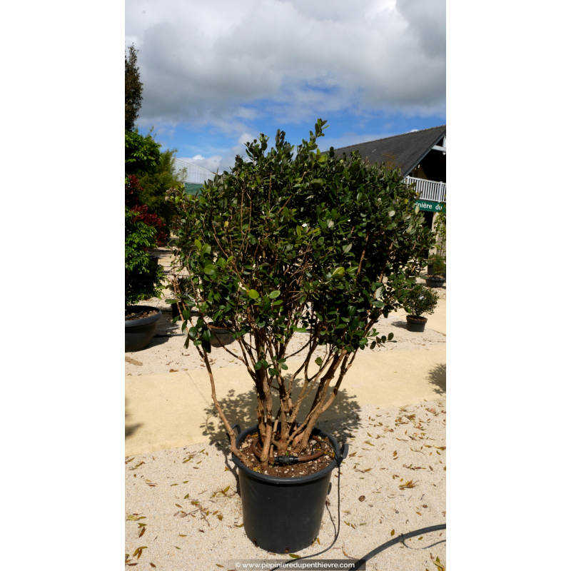 FEIJOA sellowiana 'Champignon'