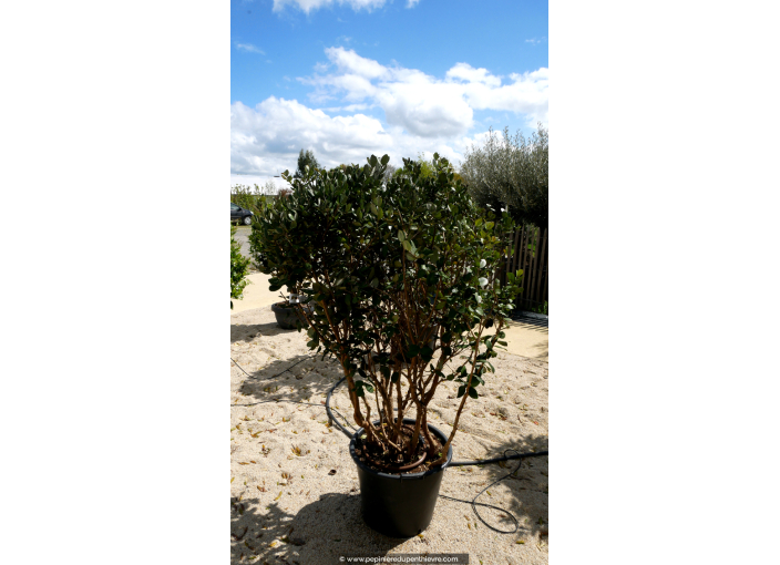 FEIJOA sellowiana 'Champignon'