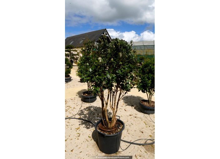 FEIJOA sellowiana 'Champignon'