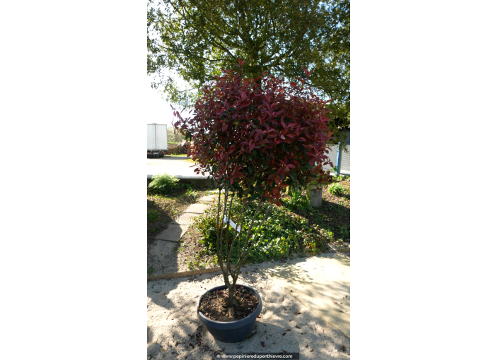 PHOTINIA x fraseri 'Carré Rouge' - Champignon 125/150