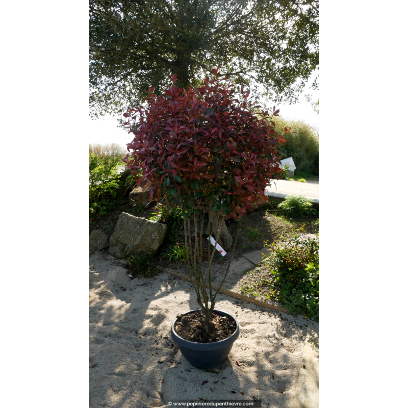 PHOTINIA x fraseri 'Carré Rouge' - Champignon 125/150