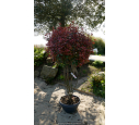 PHOTINIA x fraseri 'Carré Rouge' - Champignon 125/150