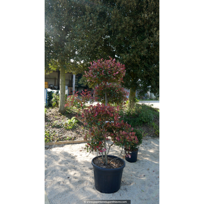 PHOTINIA x fraseri 'Carré Rouge' - Pompons