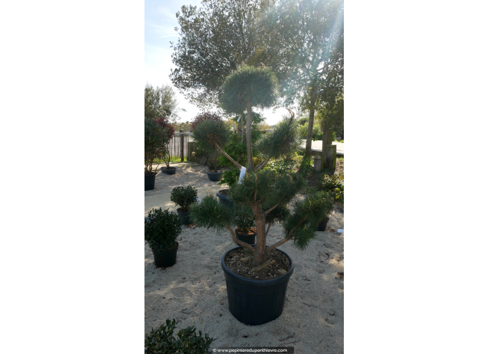 PINUS sylvestris 'Bonsaï' 150/175