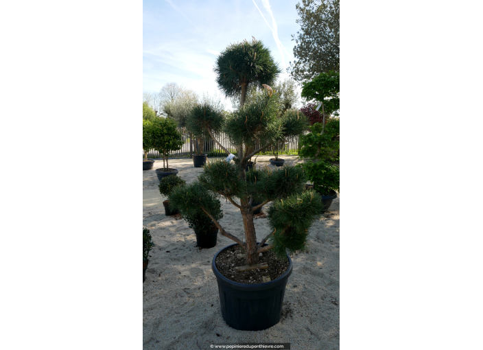 PINUS sylvestris 'Bonsaï' 150/175