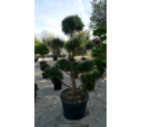 PINUS sylvestris 'Bonsaï' 150/175