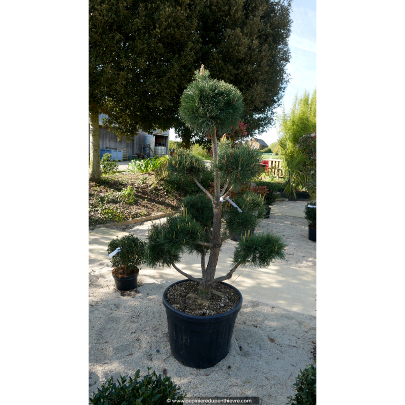 PINUS sylvestris 'Bonsaï' 150/175