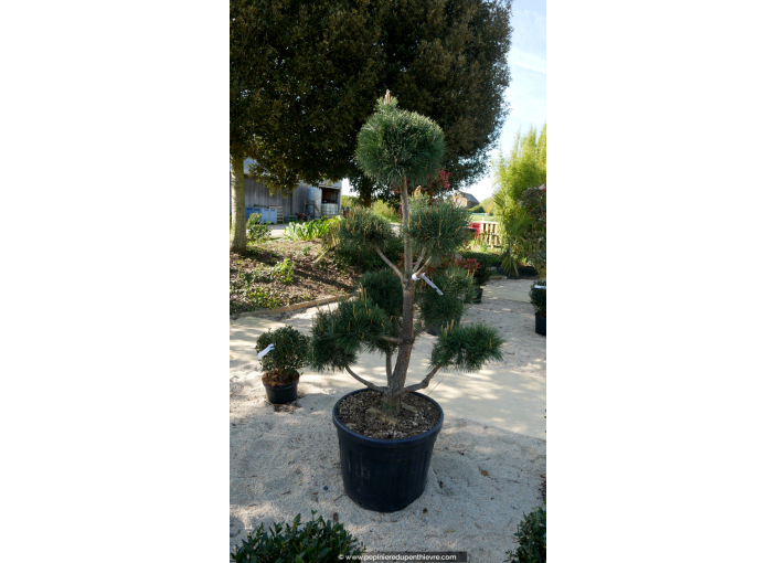 PINUS sylvestris 'Bonsaï' 150/175