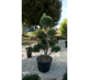 PINUS sylvestris 'Bonsaï' 150/175