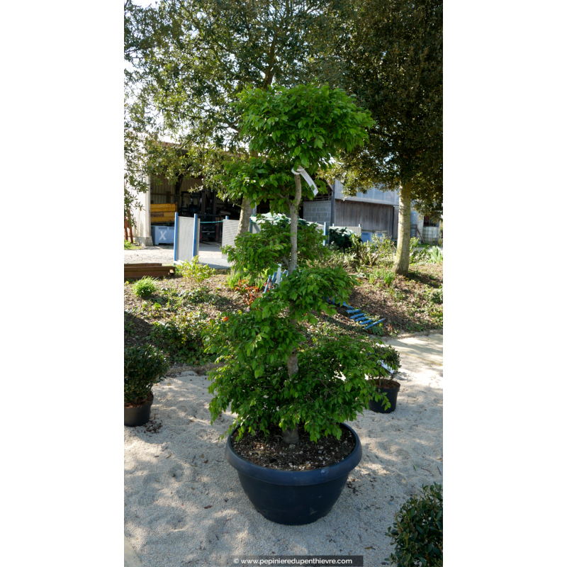 CARPINUS betulus 'Turczaninowii'