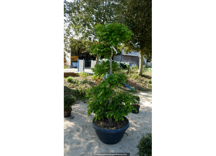 CARPINUS betulus 'Turczaninowii'