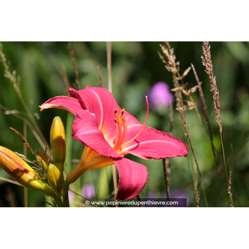 HEMEROCALLIS 'Crimson Glory'