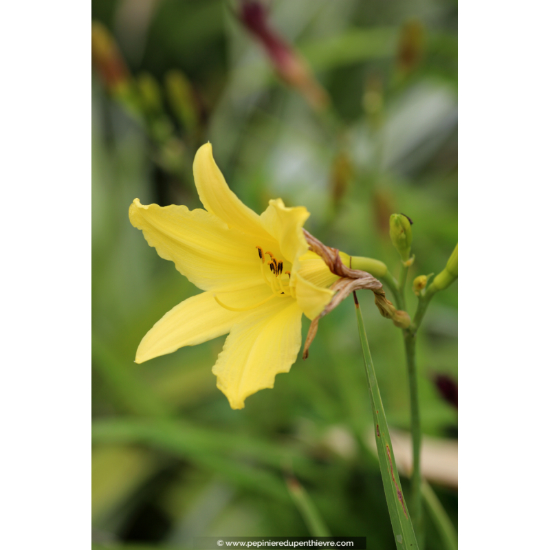 HEMEROCALLIS citrina
