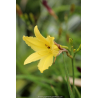HEMEROCALLIS citrina