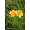 HEMEROCALLIS 'Stella De Oro'
HEMEROCALLIS \'Stella De Oro\'