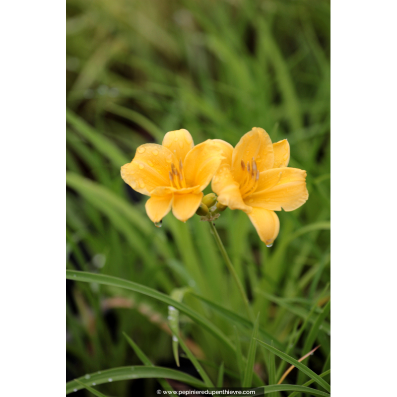 HEMEROCALLIS 'Stella De Oro'