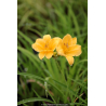 HEMEROCALLIS \'Stella De Oro\'