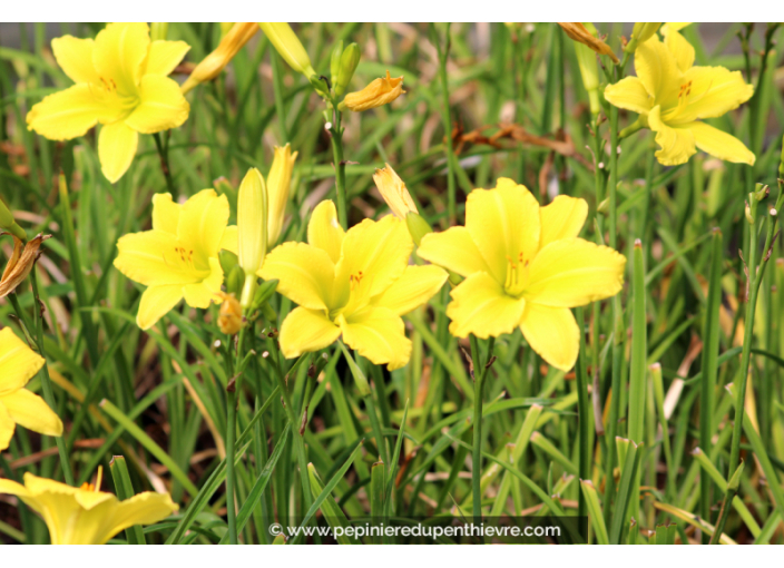 HEMEROCALLIS 'Green Flutter'