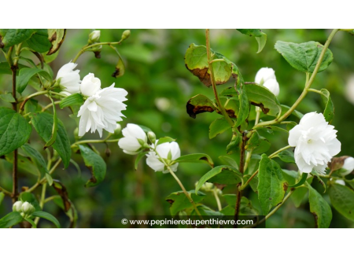 PHILADELPHUS 'Snowflake', séringat double blanc - Pépinière du Penthièvre