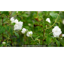 PHILADELPHUS 'Snowflake', séringat double blanc - Pépinière du Penthièvre