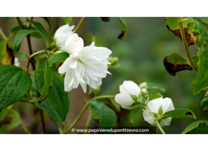 PHILADELPHUS 'Snowflake', séringat double blanc - Pépinière du Penthièvre