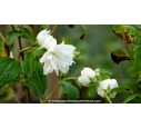 PHILADELPHUS 'Snowflake', séringat double blanc - Pépinière du Penthièvre