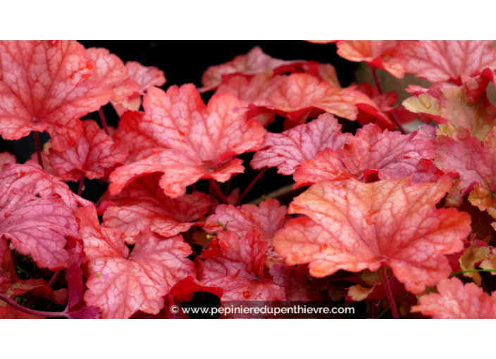 HEUCHERA 'Marmalade', heuchère, orange, rose - Pépinière du Penthièvre