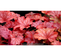 HEUCHERA 'Marmalade', heuchère, orange, rose - Pépinière du Penthièvre