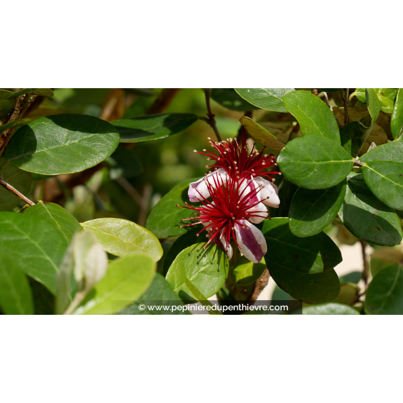 FEIJOA sellowiana